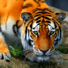 Wild Cats Jigsaw Puzzles icon