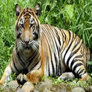 APK Guess Animal Wow