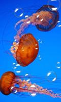 2 Schermata Jellyfish Live Wallpaper