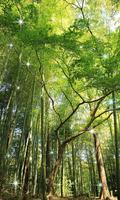 Forest Live Wallpaper 截圖 1