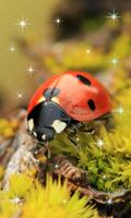 Ladybug Live Wallpaper capture d'écran 1