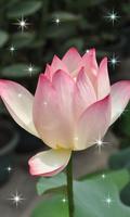 Lotus Live Wallpaper new اسکرین شاٹ 2