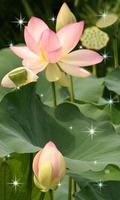 Lotus Live Wallpaper new 截图 3