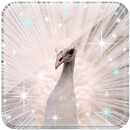 Peacock Live Wallpaper-APK