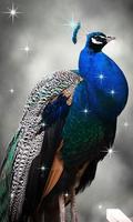 Peacock Live Wallpaper اسکرین شاٹ 1