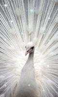 Peacock Live Wallpaper 截圖 3