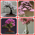 Bonsai Plant Design Ideas