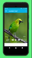 Master Kicau Cucak Hijau Gacor Screenshot 1
