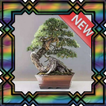 Diseño Bonsai Ideal