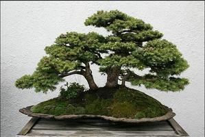 Diseño Bonsai Ideal captura de pantalla 1