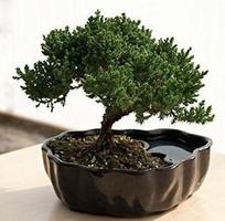 Diseño Bonsai Ideal captura de pantalla 3