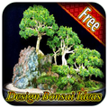 Bonsai tree idea