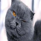 Cat Wallpapers HD ไอคอน