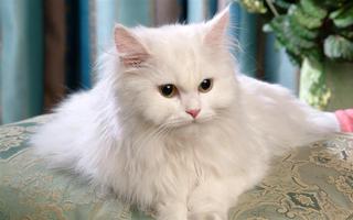 Cat Wallpapers HD โปสเตอร์