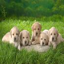 Dog wallpapers HD APK