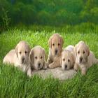 Dog wallpapers HD ไอคอน