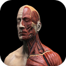 Face Anatomy APK