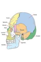 Face Anatomy Poster