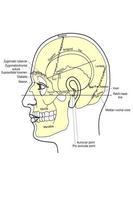 Face Anatomy captura de pantalla 1