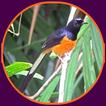 Suara burung Murai batu