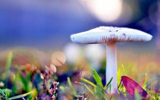 برنامه‌نما Mushroom عکس از صفحه