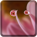 Dew Wallpapers for Chat-APK