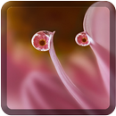Dew Wallpapers for Chat APK