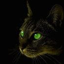 APK Therapy cat