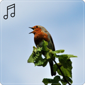 Birds of Europe : Birdsong