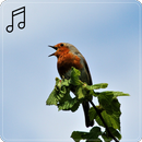 Oiseaux d'Europe : Chant APK