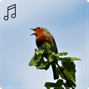 Birds of Europe : Birdsong APK