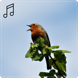 Birds of Europe : Birdsong