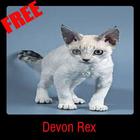 Devon Rex-icoon