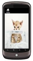 Devon Rex Affiche