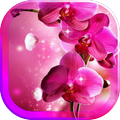 Beautiful Flowers HD LWP