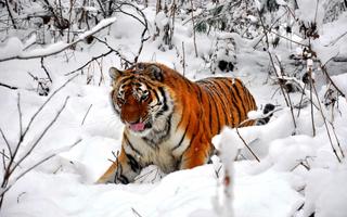 Snowfall Animals HD LWP تصوير الشاشة 3