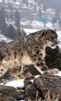Snow Leopard Best HD LWP Affiche