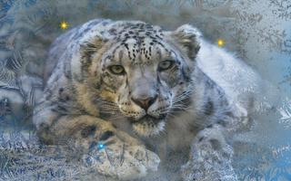 Snow Leopard Best HD LWP capture d'écran 2