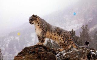 Snow Leopard Best HD LWP capture d'écran 3