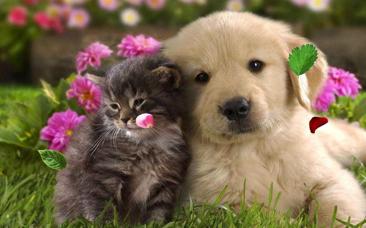 Spring Animals live wallpaper for Android - APK Download