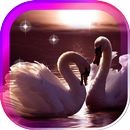 Swans Songs live wallpaper APK