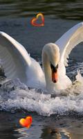 1 Schermata Swans Songs live wallpaper