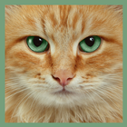 Cats Funny Puzzle icon