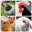 Hen matching game APK