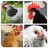 Hen matching game APK