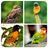 APK Bird Puzzle Game