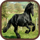 صور الأحصنة و الخيول icon