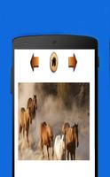 صور الأحصنة و الخيول screenshot 2