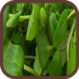 فوائد الجرجير الصحية