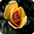 Flowers Best Wallpaper HD